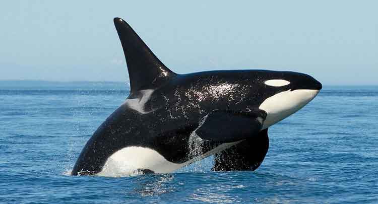 caracteristicas gerais das orcas