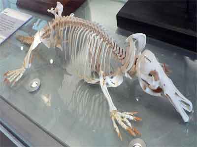 Esqueleto de um ornitorrinco