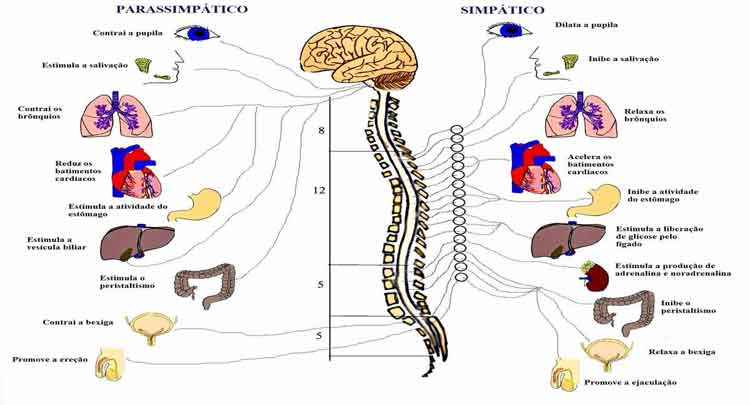 Sistema nervoso central e periférico