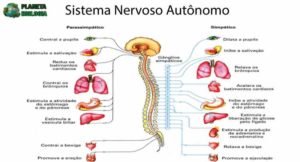 Sistema Nervoso Autônomo: o que é, como funciona - Aprenda Bio