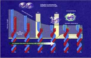 Funcionamento da telomerase