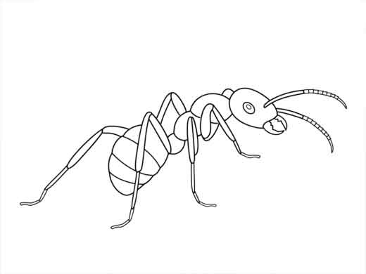 formigas-pra-colorir