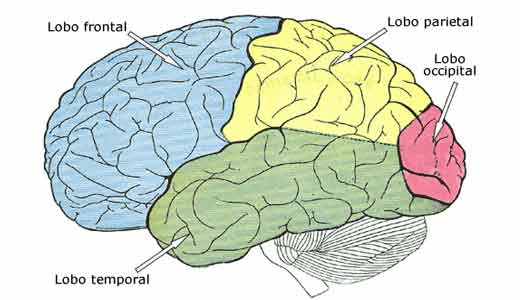 Anatomia cerebral