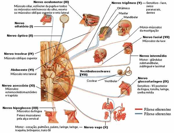 Sistema nervoso Periférico