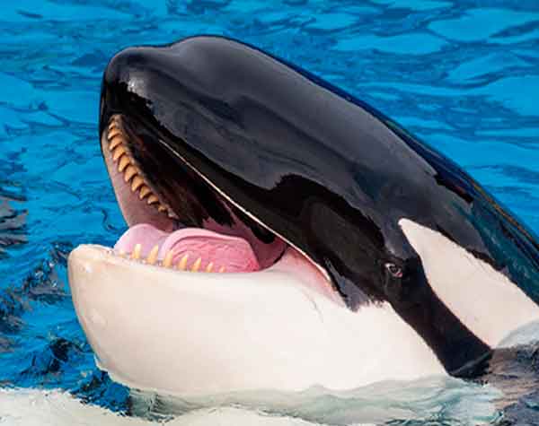 orcas tem dentes