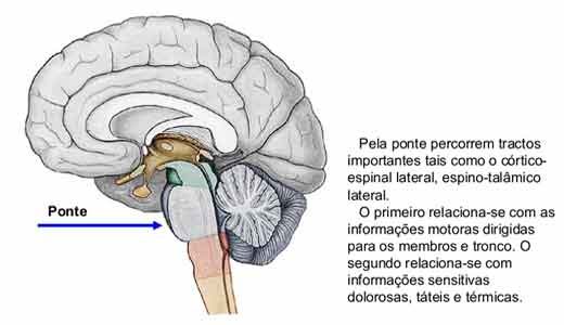 tronco encefálico