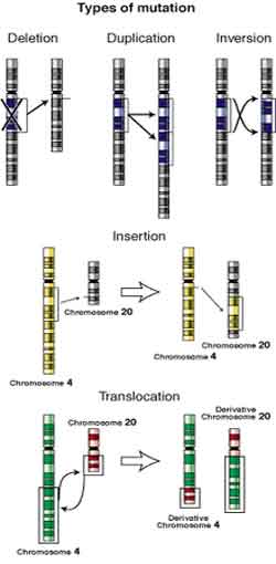 Ilustrações de cinco tipos de mutações cromossômicas.