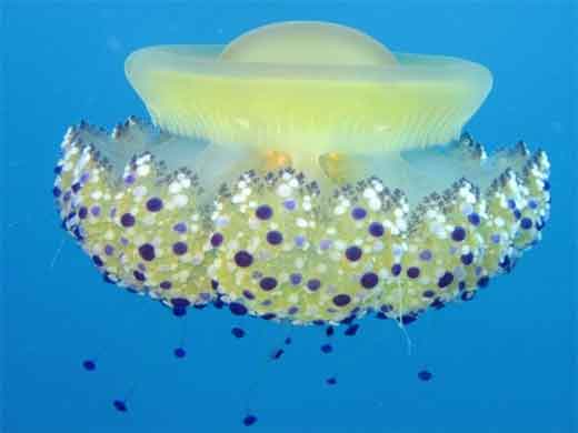 as medusas
